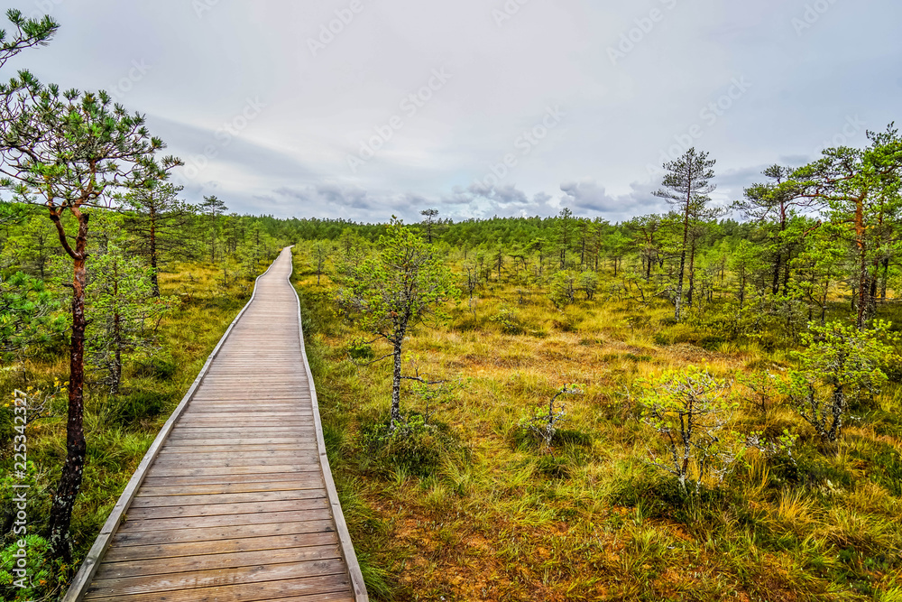 Bog landscape in tallinn, town, old, estonia, europe, baltic, city, autumn, capital, view, architecture, urban, building, travel, landmark, cityscape, medieval, historic, tower, european, street, beau