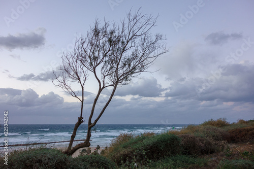 Tree and seaview at winter  Netanya  Israel