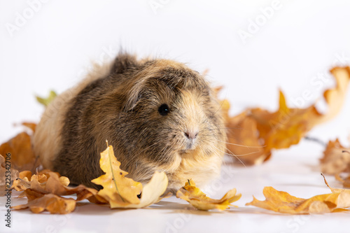 Adorable guinea pig isolated on white background