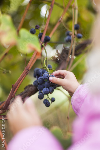 Child picking some grapes from grapevine. Kinderhand pflückt Weintrauben von Weinstock. photo