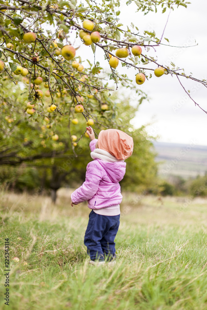 Little girl in pink jacket picking apple from apple tree. Kleines Mädchen in pinker Jacke pflückt Apfel von Apfelbaum. Little girl in pink jacket picking apple from apple tree. Kleines Mädchen in pinker Jacke pflückt Apfel von Apfelbaum.