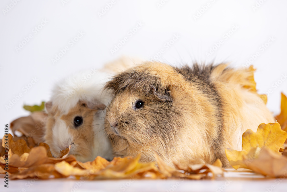 Adorable guinea pigs isolated on white background