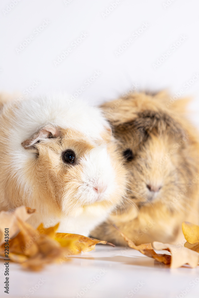 Fototapeta premium Adorable guinea pigs isolated on white background