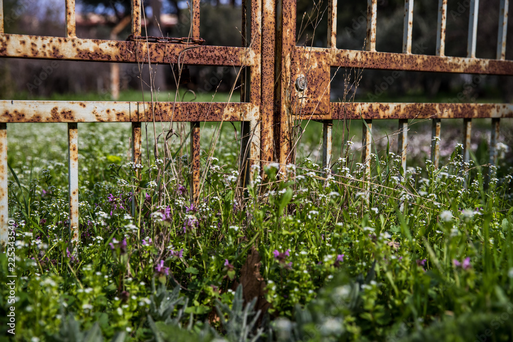 Rusty iron gate surrounded by green grass and flowers Rusty iron gate surrounded by green grass and flowers
