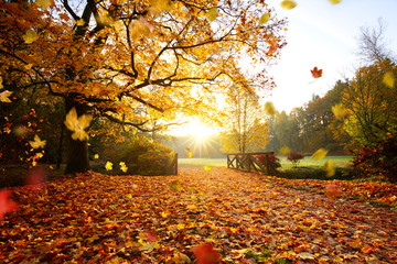 Autumn forest. Beautiful rural scenery.