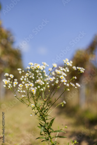 Common fleabane with white flowers. Feinstrahl Blume Kraut mit weißem Blüten. © Lukas Bast