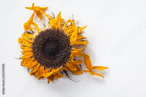 dried sunflower on white