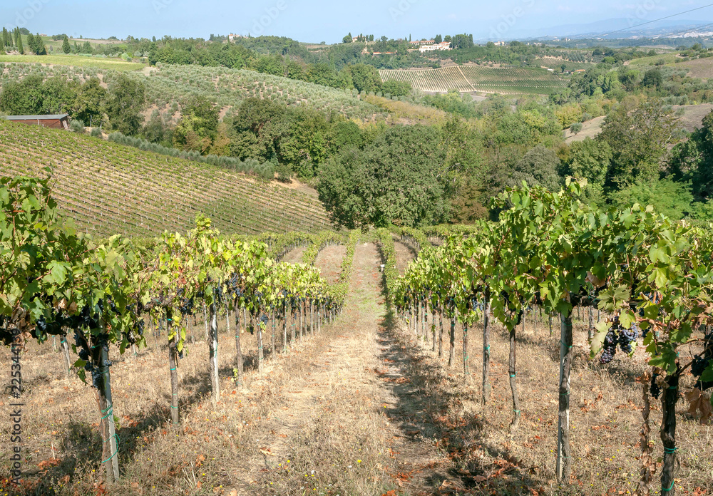Beautiful wineyards on hills of Tuscany. Colorful vineyard landscape in Italy. Vineyard rows at sunny country landscape.