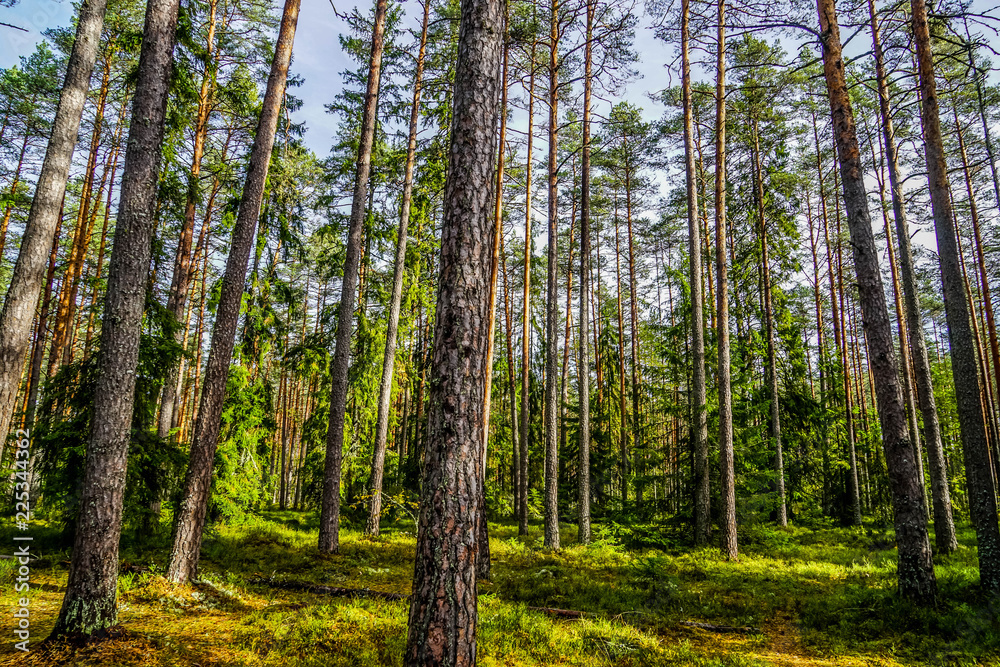 Lahemaa National Park is a park located in northern Estonia, east from the capital Tallinn. Lahemaa National Park is a park located in northern Estonia, east from the capital Tallinn.