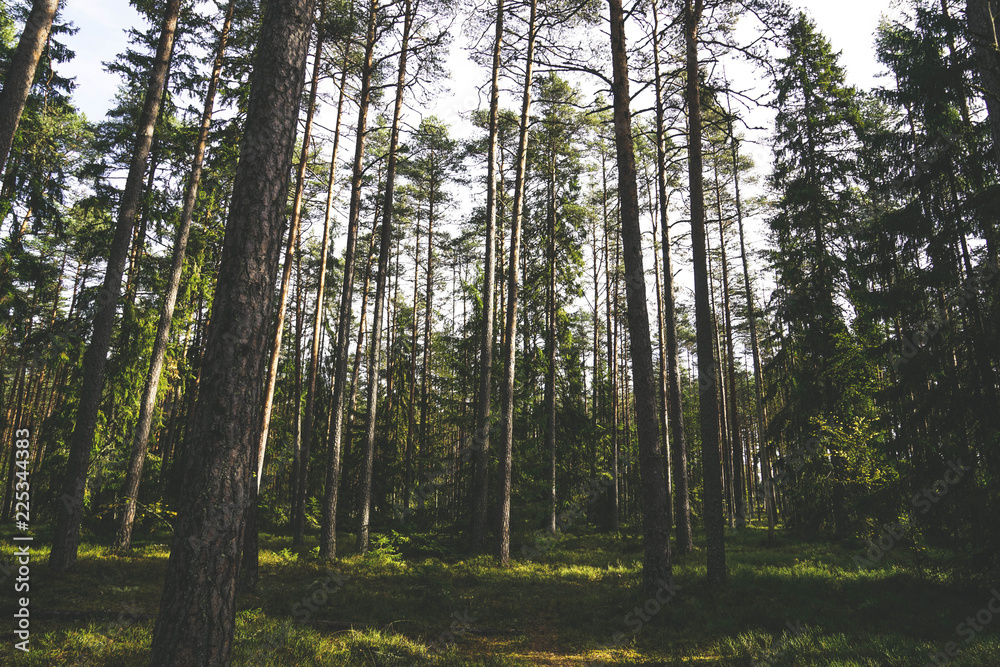 Obraz premium Lahemaa National Park is a park located in northern Estonia, east from the capital Tallinn. 