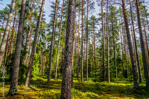 Lahemaa National Park is a park located in northern Estonia, east from the capital Tallinn. 