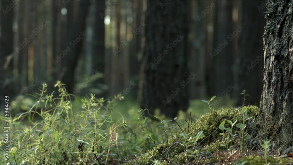 Pine forest with moss and dry branches and green plants, dolly shot Pine forest with moss and dry branches and green plants, dolly shot