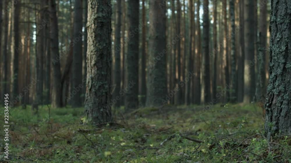 Pine forest with moss and dry branches filmed with dolly Pine forest with moss and dry branches filmed with dolly
