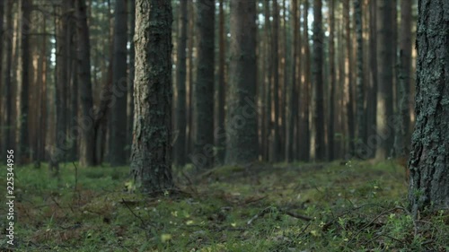 Wallpaper Mural Pine forest with moss and dry branches filmed with dolly Torontodigital.ca
