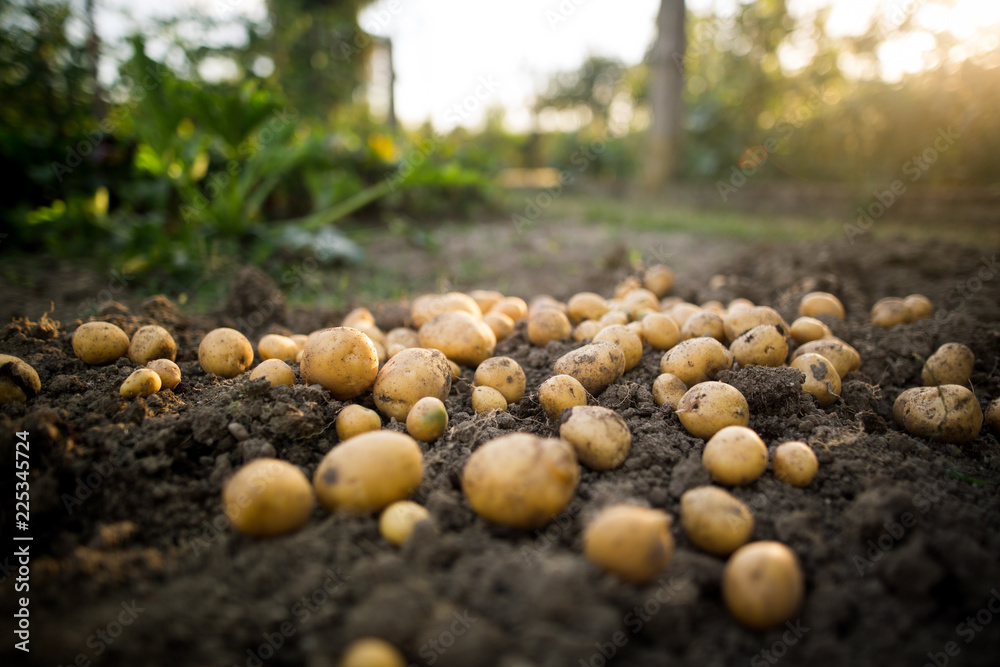 Freshly dug early, baby potatoes on a clay / soil, gardening concept
