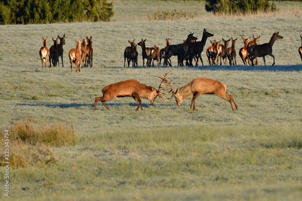 Naklejka premium Wildlife deer stag fighting with antlers during rut season in the meadow