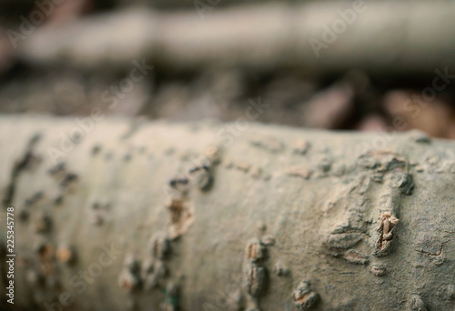 blur brown bark wood background