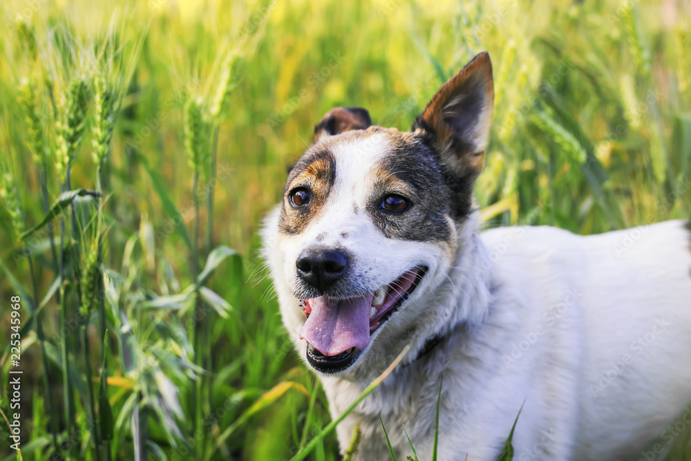 cute beautiful dog walks on the field with ears of wheat on a Sunny summer day