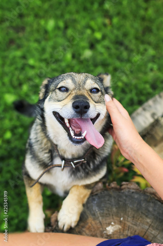 happy joyful dog kneels at the girl and stuck out his tongue with pleasure