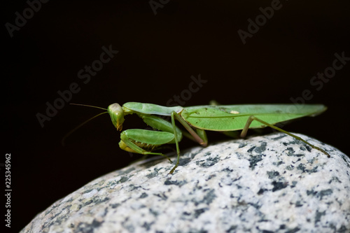 Close up shot of green mantis on nature background. Predatory insect.