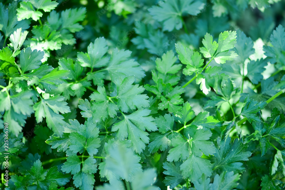 Fragrant herbs (parsley) on the garden bed Fragrant herbs (parsley) on the garden bed