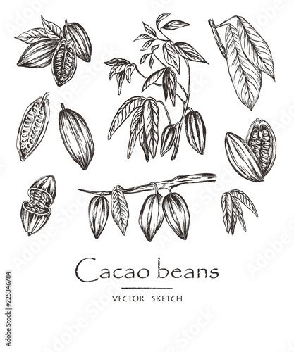 Vector illustration. Sketched hand drawn cacao beans, cacao tree leafs and branches. Chalk style vector set.