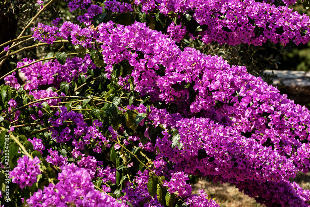 Close-up of a bougainvillea with Purple Flowers Close-up of a bougainvillea with Purple Flowers