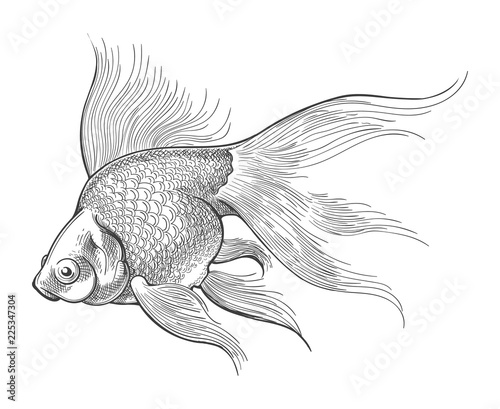 Goldfish vintage sketch