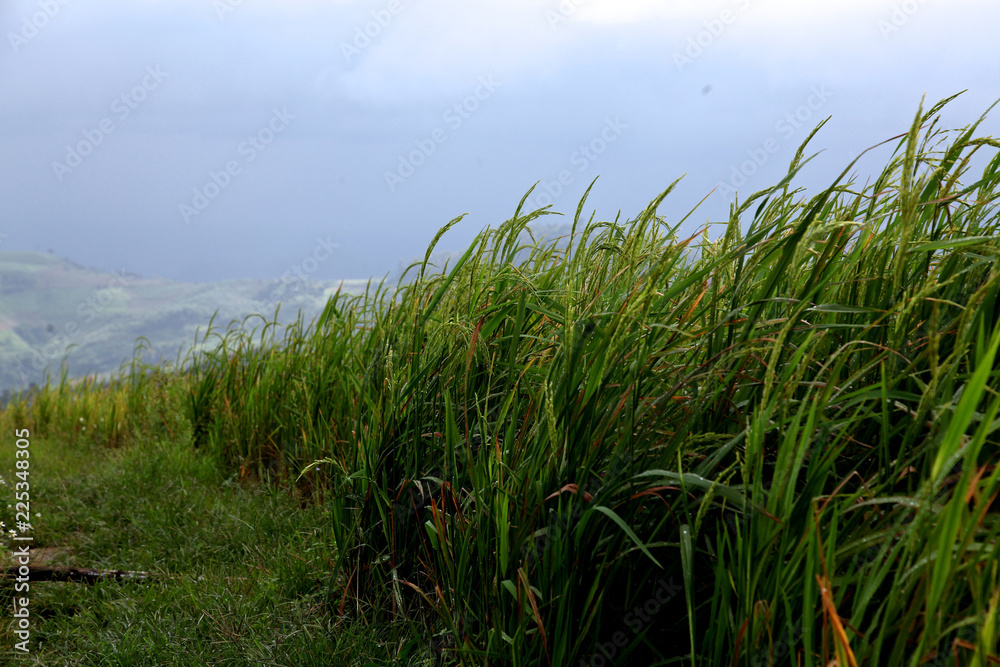 rice field on the mountain
