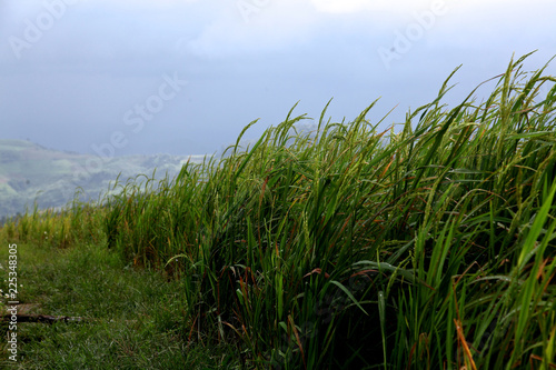 rice field on the mountain