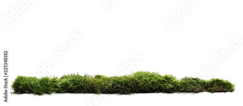Fotografia Green moss with grass isolated on white background