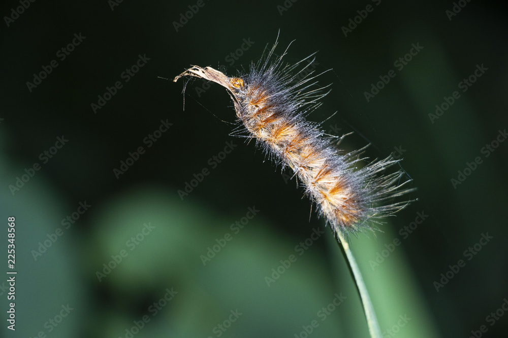 Fototapeta premium Caterpillar on leaf