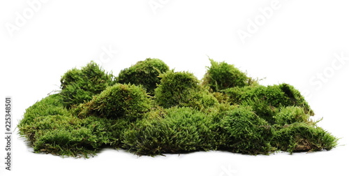 Green moss with grass isolated on white background