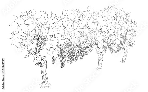 Grapes in Winery Yard.