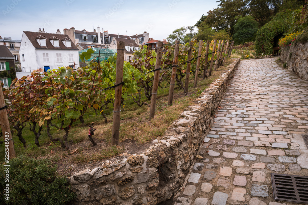 vignes de Montmartre