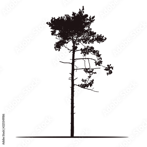 Realistic silhouette of tree - pine with branches and needle - isolated on a white background