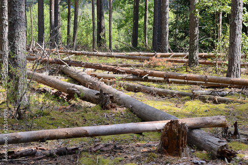 Trees broken by strong wind in the forest