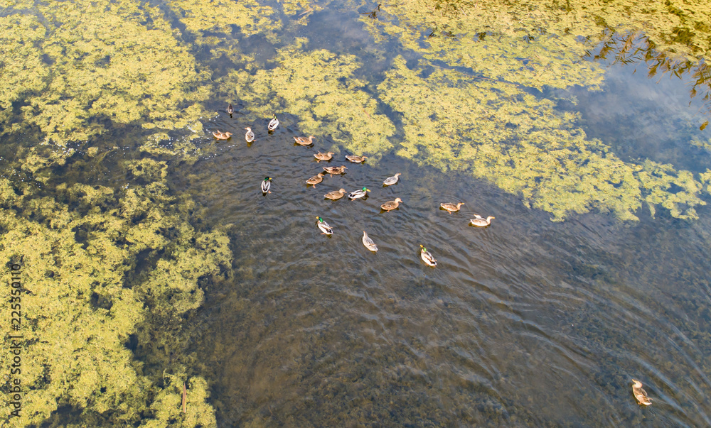 Wild ducks swim in the river next to the village at sunset in autumn