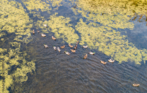 Wild ducks swim in the river next to the village at sunset in autumn