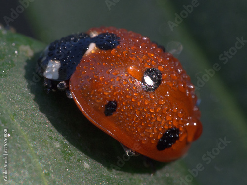 ladybug in dew drops macro photo