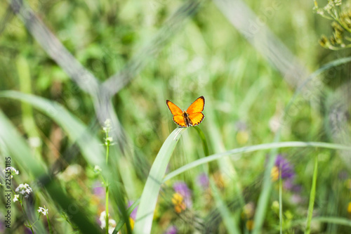 an orange fairy