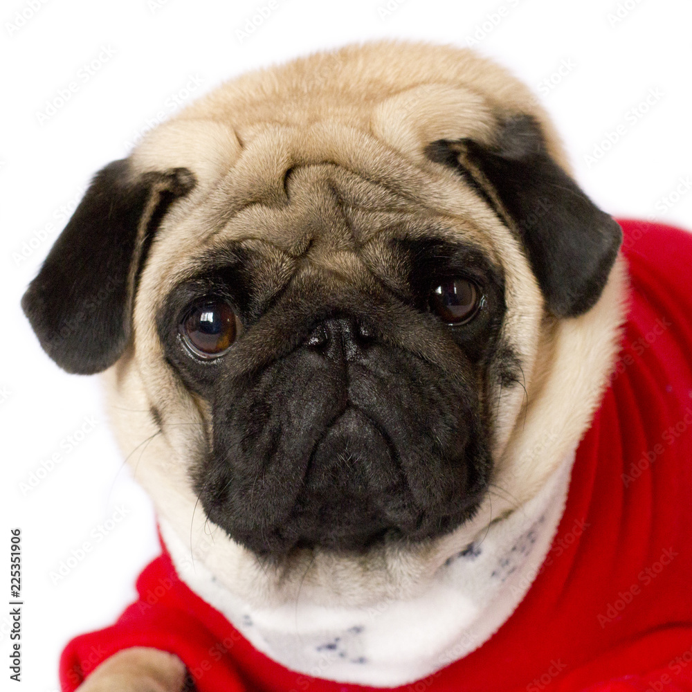 Very cute sitting pug dog in a red New Year dress. Looking with sad eyes