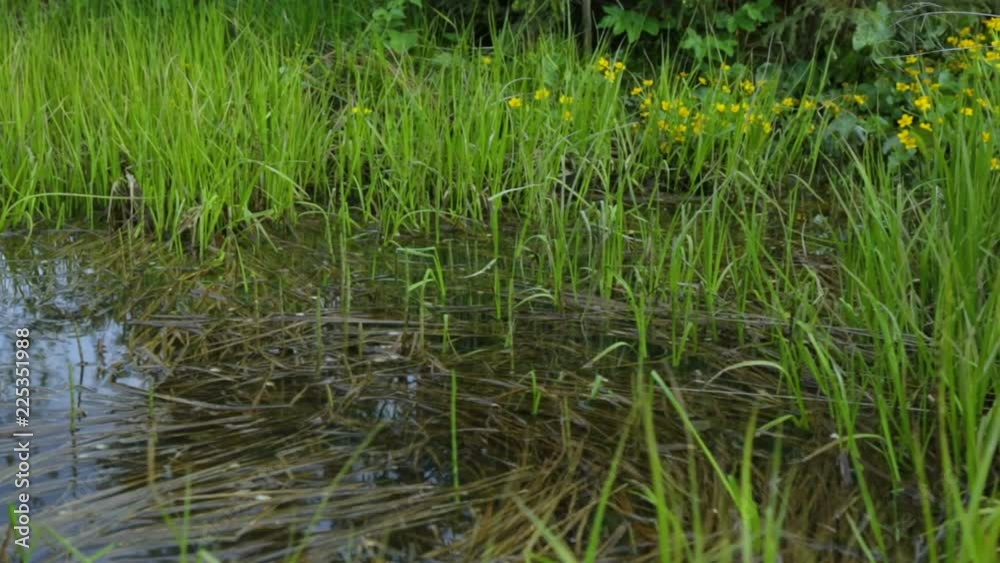 Swamp area in summer Swamp area in summer