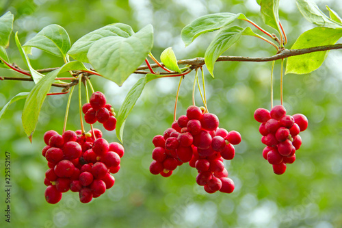 Crop of useful plant. Red schisandra hang in row on green branch photo