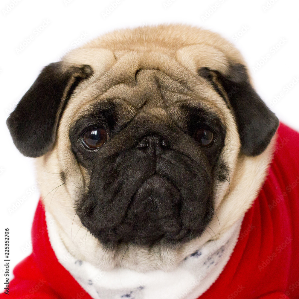 Very cute sitting pug dog in a red New Year dress. Looking with sad eyes