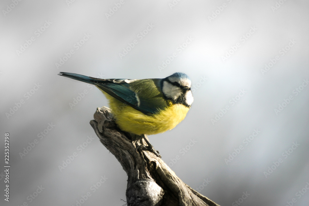 Obraz premium Blue tit