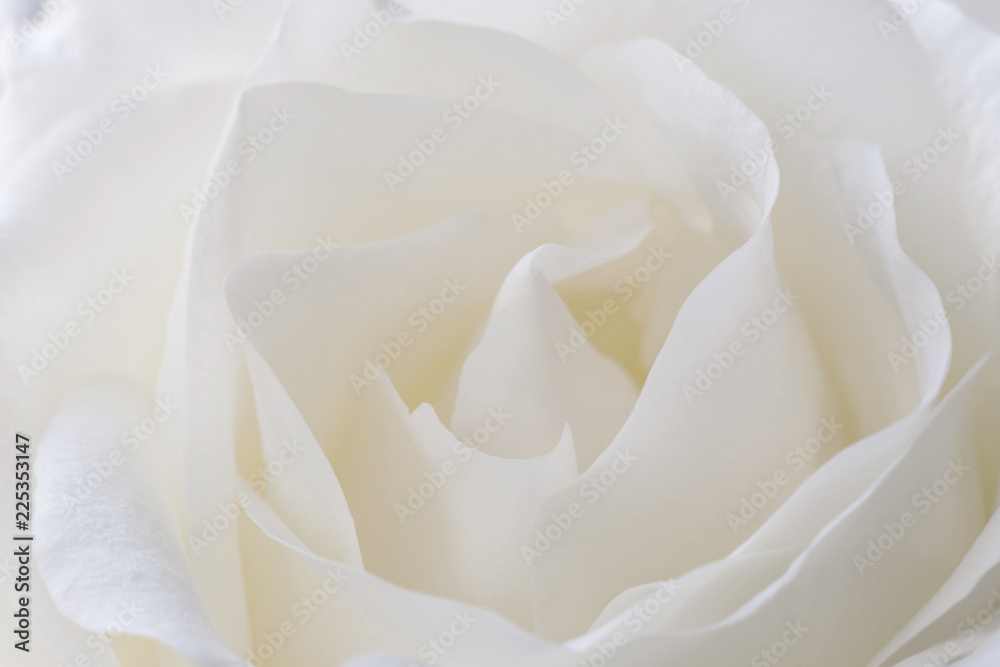 Naklejka premium bliska piękny biały kwiat róży