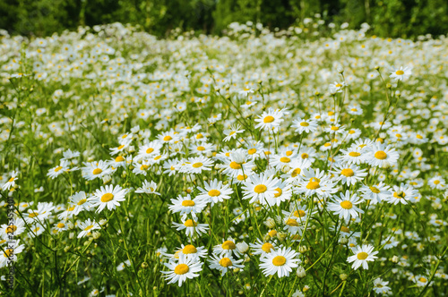 Flowers of camomile in the meadow at summer day on the background of forest