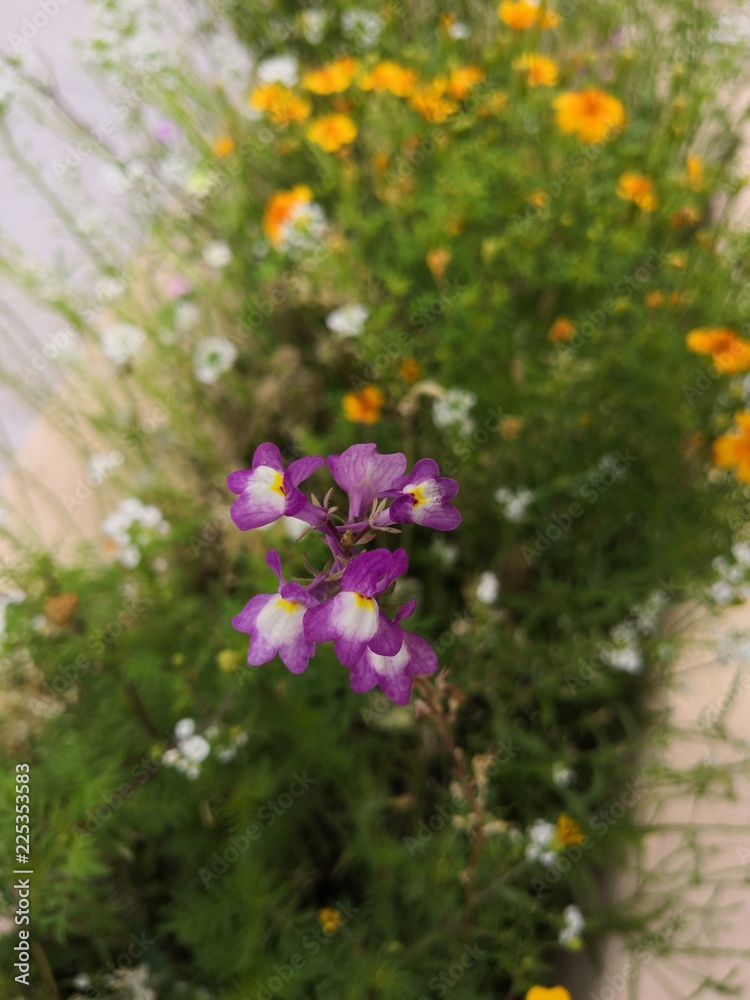 Petites fleurs violettes et blanches Photos | Adobe Stock