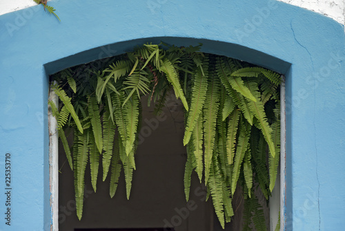 Sill of old entrance door with ferns photo